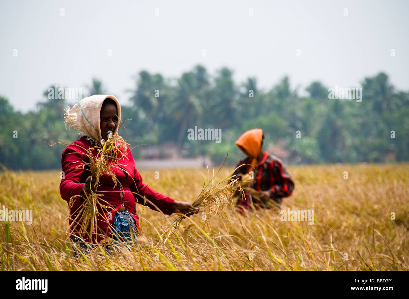 India, harvesting Stock Photo