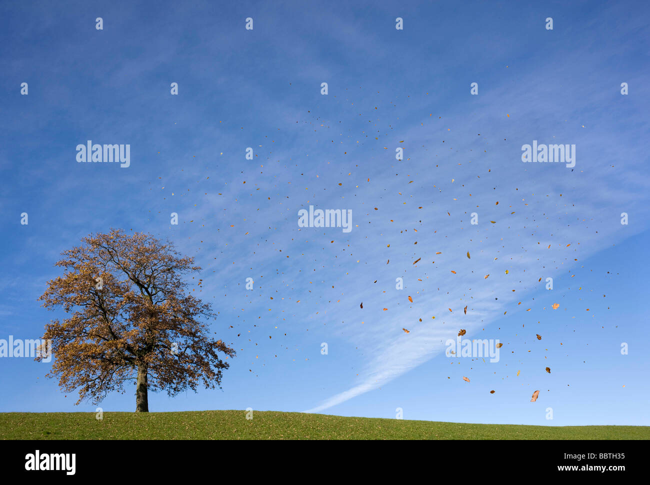 Falling leaves motion hi-res stock photography and images - Alamy