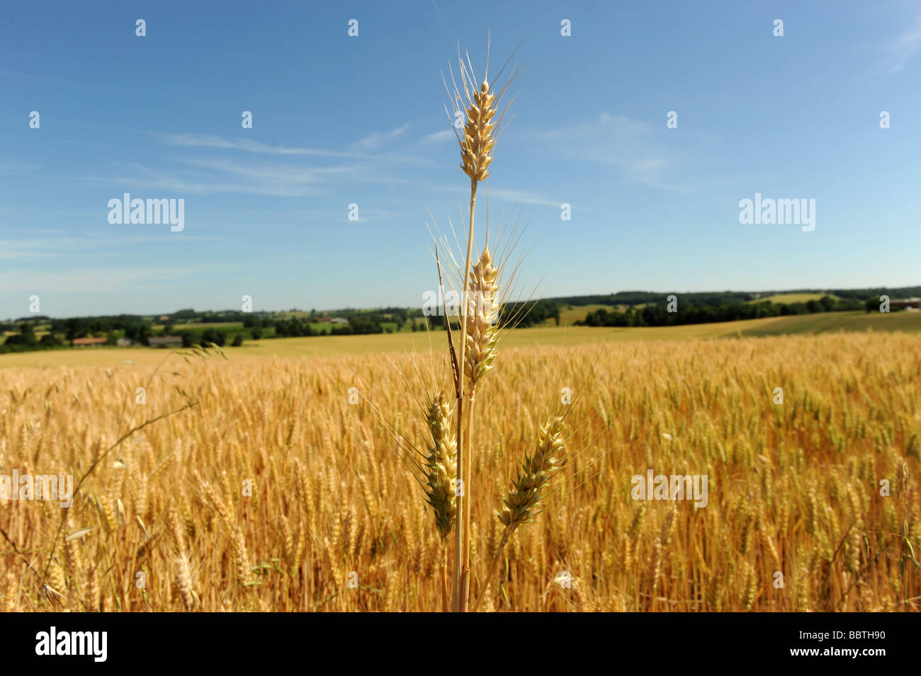 Fields of  barley Stock Photo