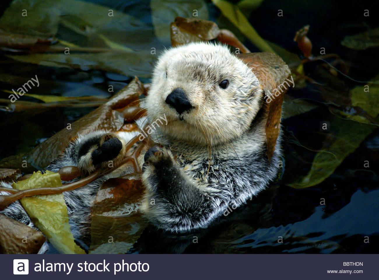 Sea Otter Enhydra Lutris Loutre De Mer Stock Photo Alamy