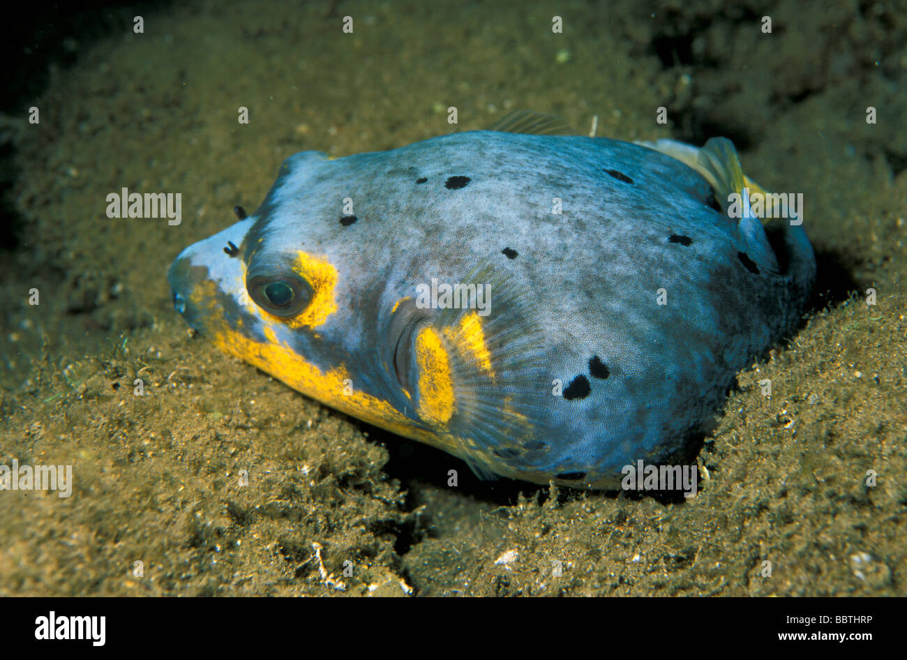 Balloonfish hi-res stock photography and images - Alamy