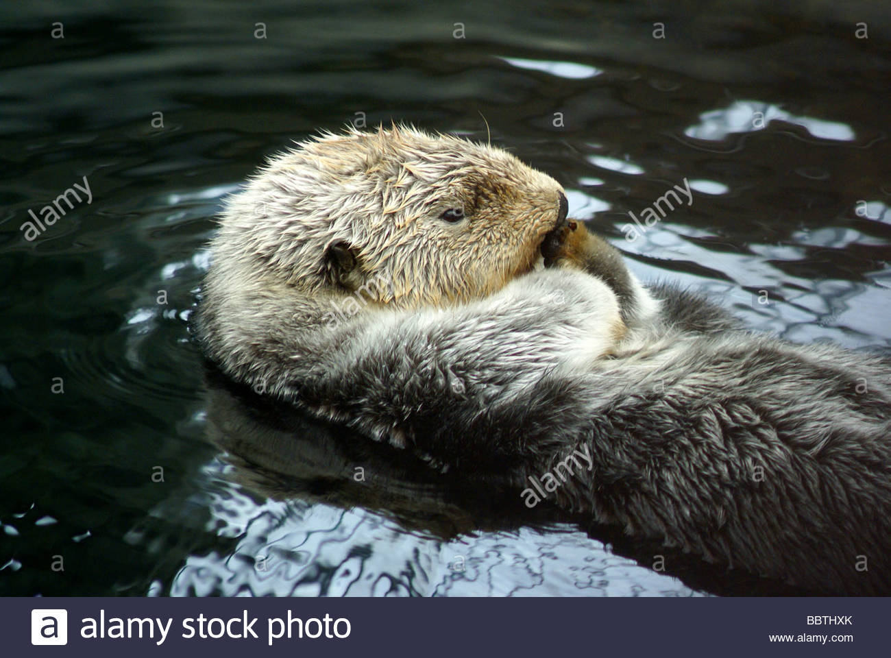 Sea Otter Enhydra Lutris Loutre De Mer Stock Photo Alamy