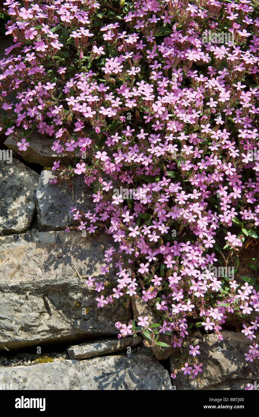 Saponaria ocymoides flowers, Provaglio d'Iseo, Lombardy, Italy Stock Photo