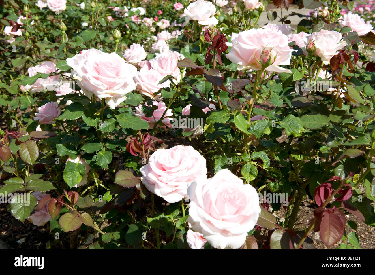 Rose Savoy Hotel `Harvintage` Stock Photo - Alamy