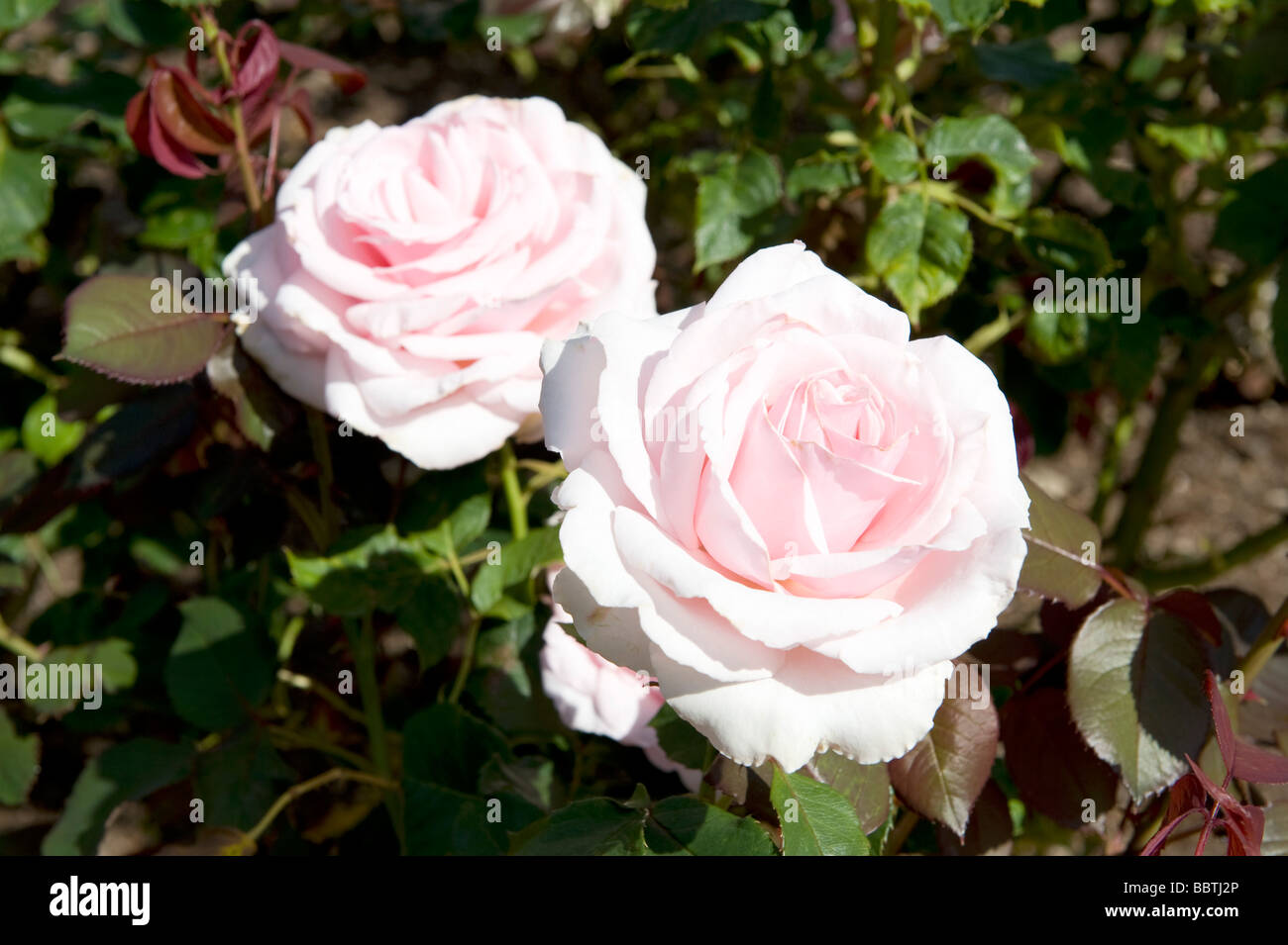 Rosa savoy hotel rose hi-res stock photography and images - Alamy