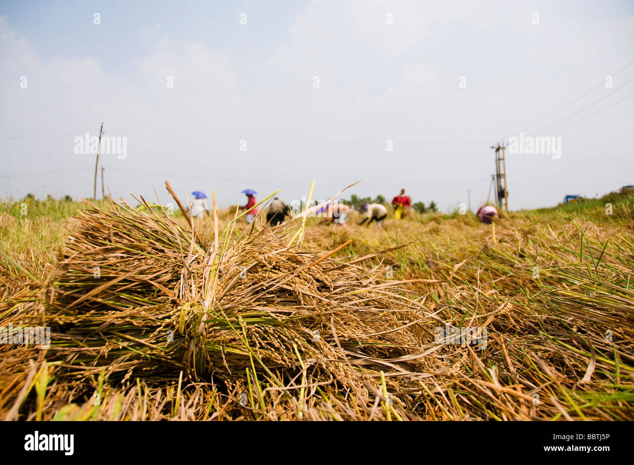 Rice farming in India Stock Photo