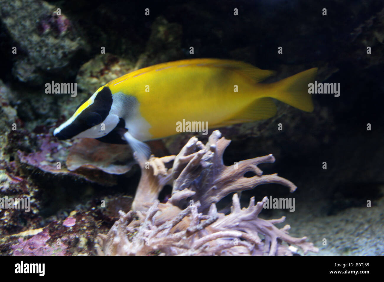 Foxface Rabbitfish, Siganus vulpinus, Siganidae, Perciformes. Yellow Tropical Marine Fish from the West Pacific Ocean. Stock Photo