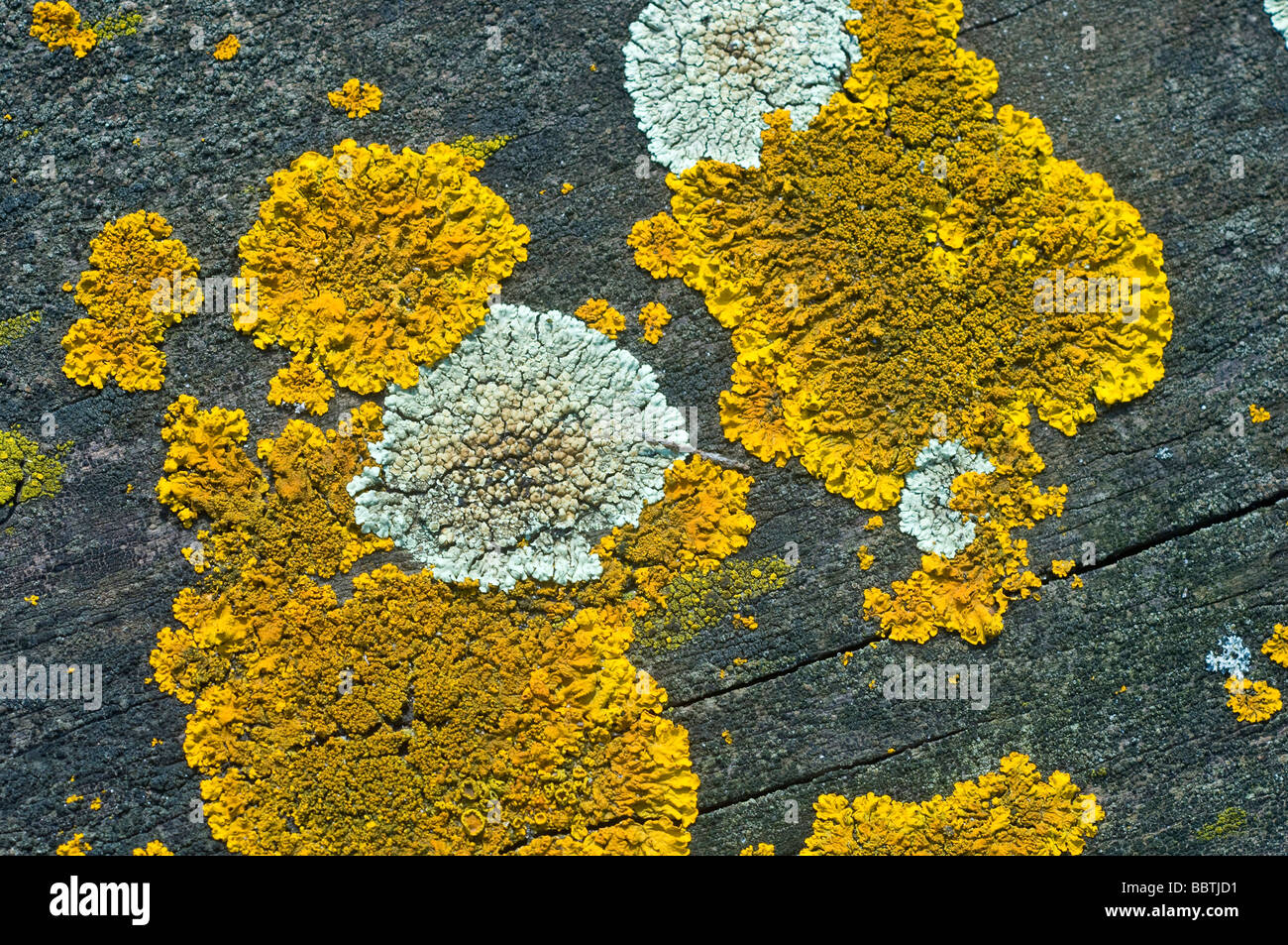 Lichenes on trunck, Po delta, Emilia Romagna, Italy Stock Photo