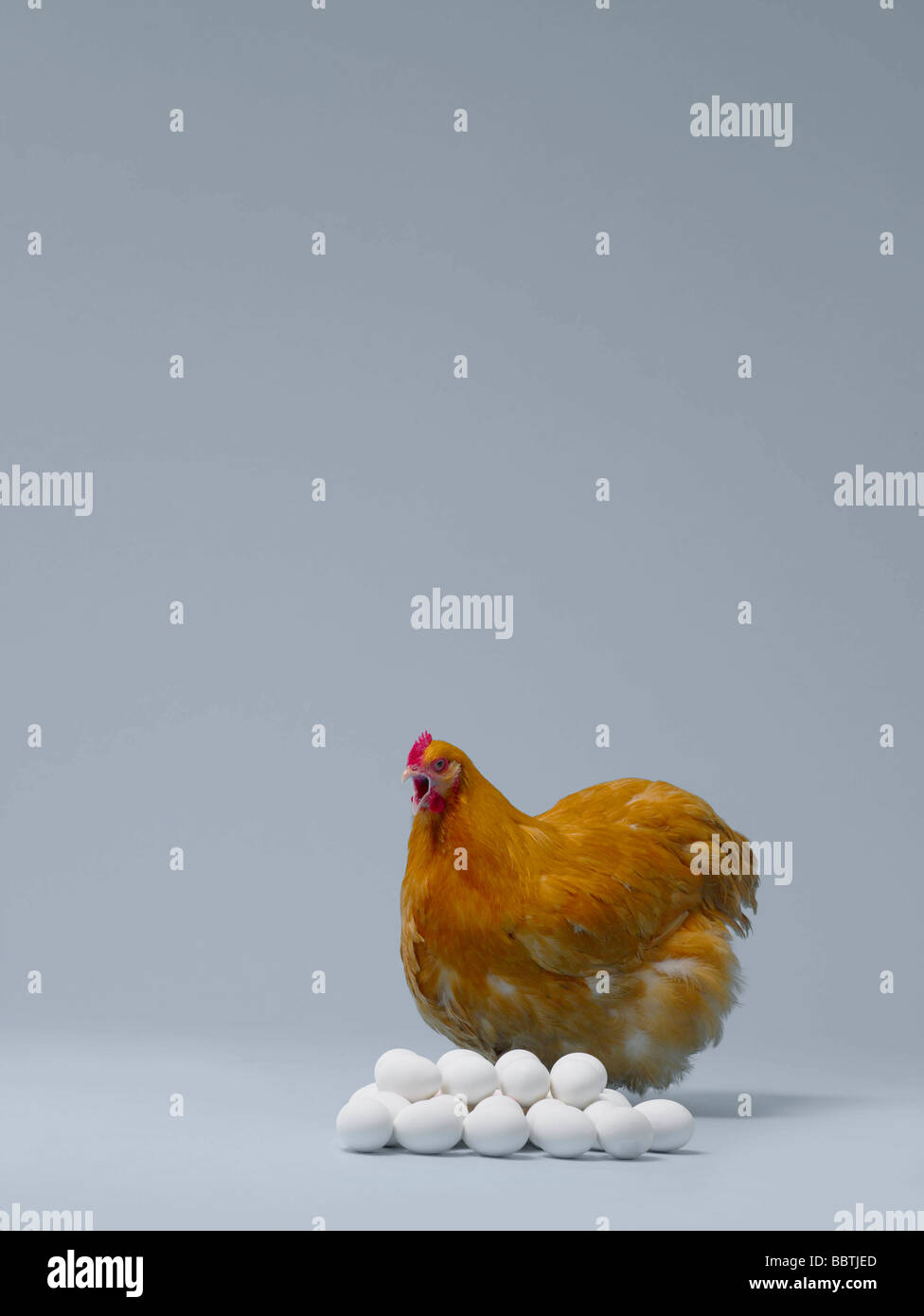 Chicken sitting on pile of eggs Stock Photo Alamy