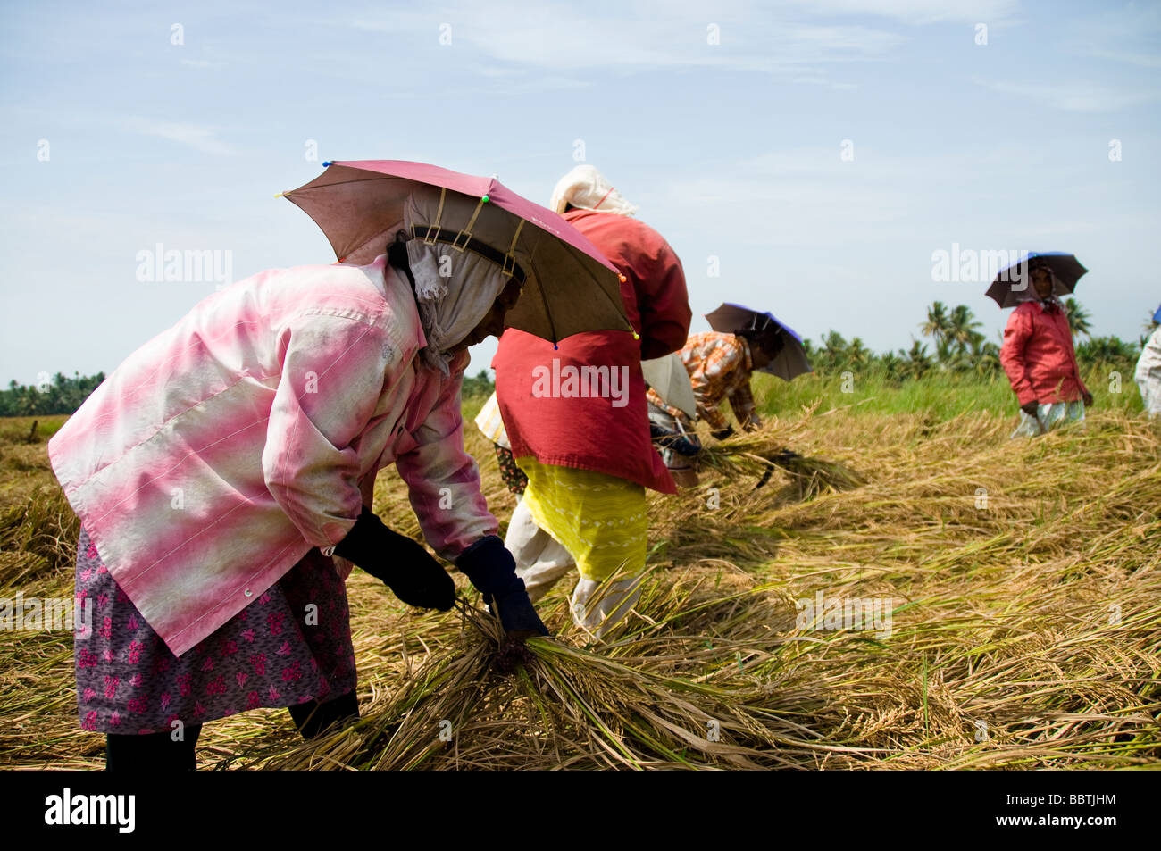 rice farming Stock Photo