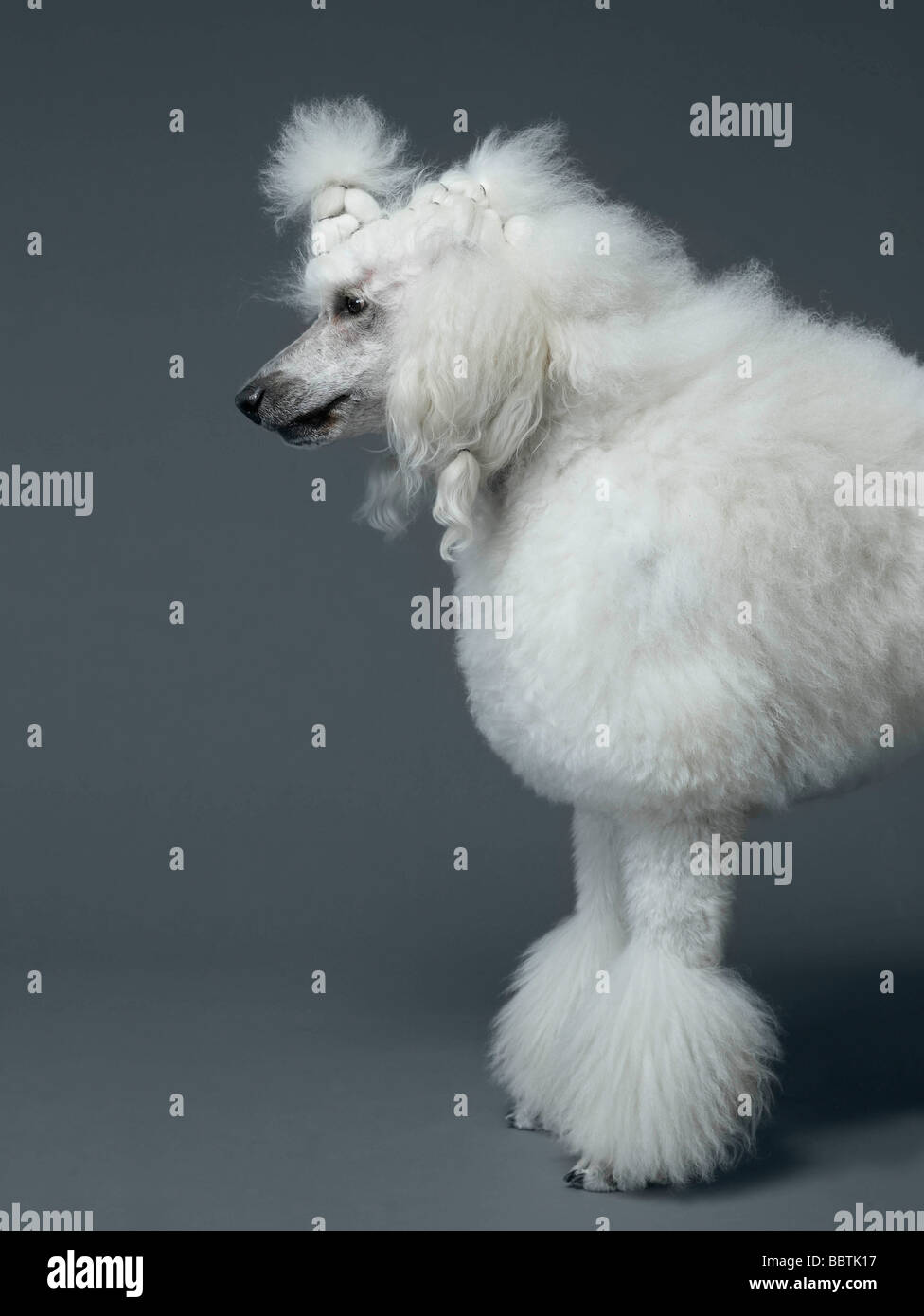 Poodle Side High Resolution Stock Photography and Images - Alamy