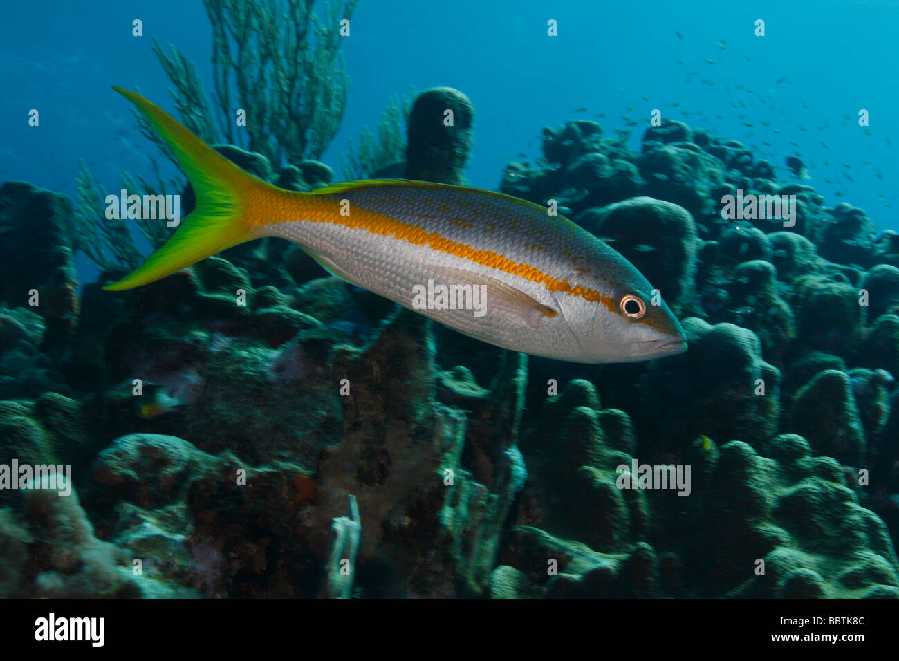 Yellowtail Snapper Ocyurus chrysurus in front of coral reef Stock Photo