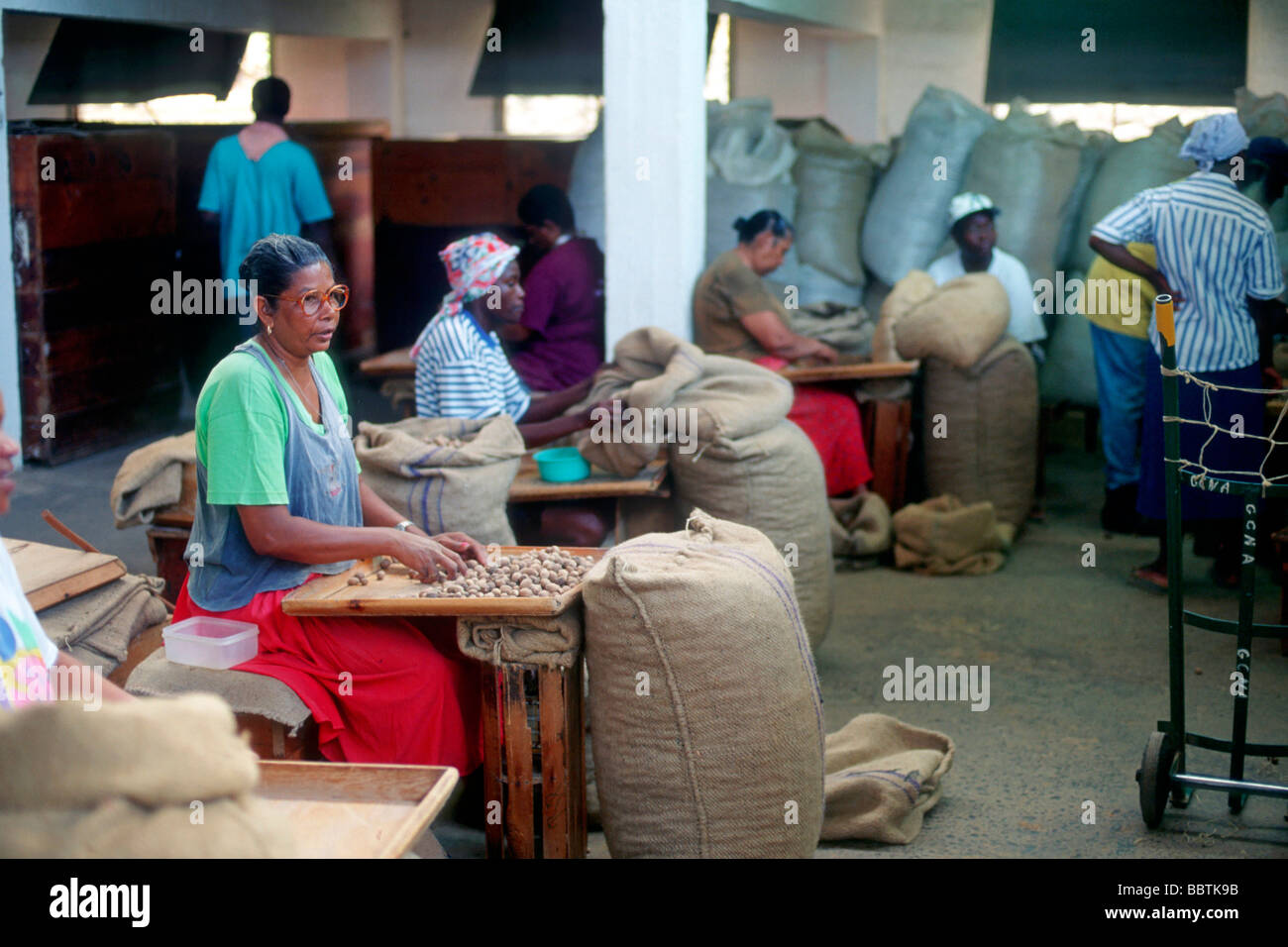 Cocoa farm, Grenada island, West Indies, Central America Stock Photo