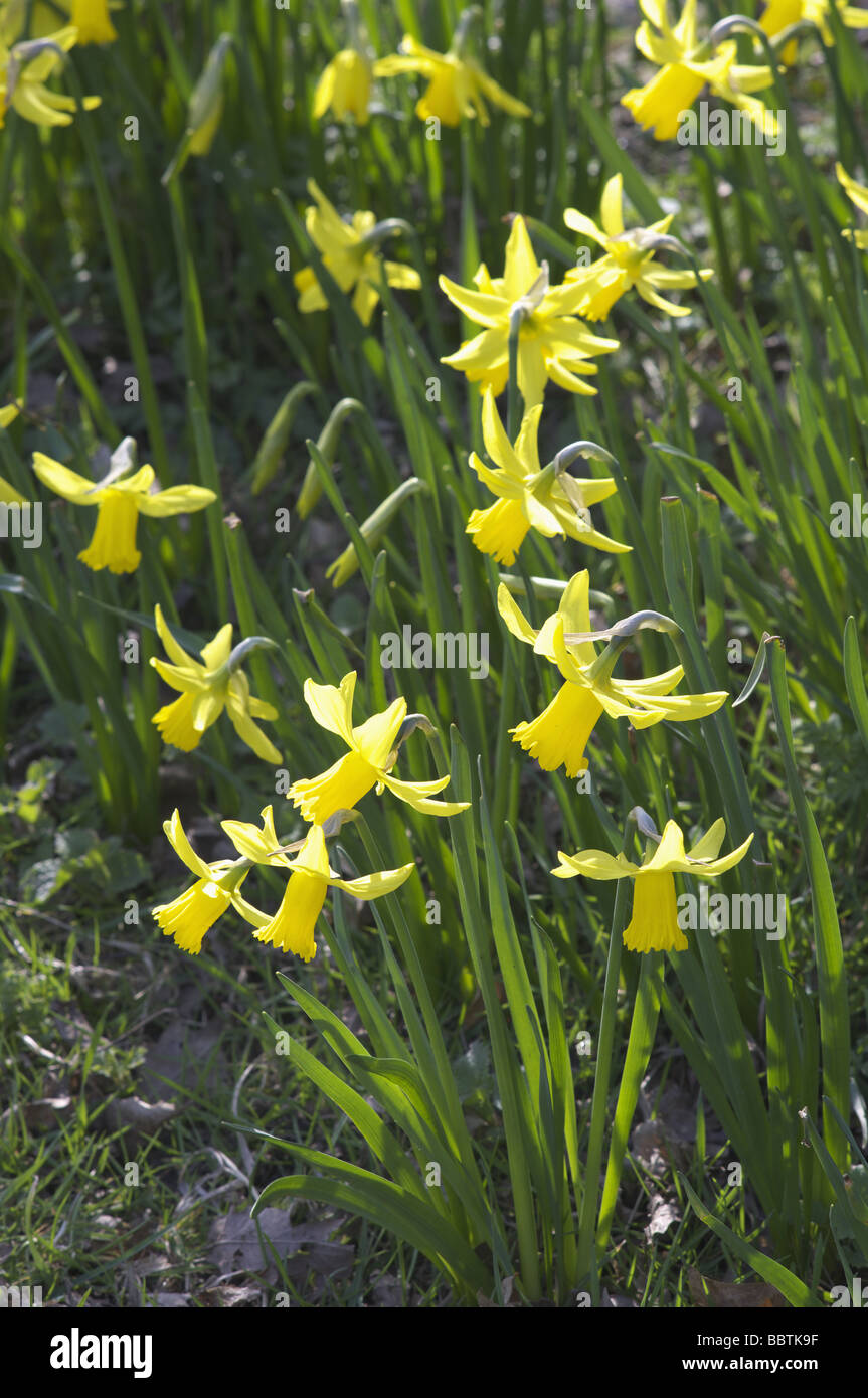 Yellow daffodil wild flowers growing wild in the countryside Stock