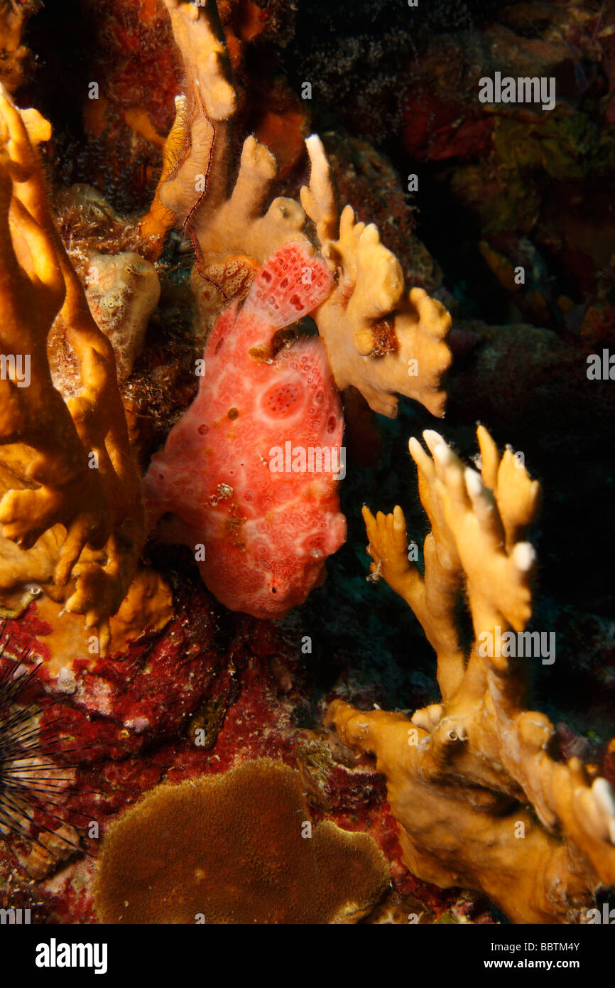 Longlure Frogfish Antennarius multiocellatus hiding in coral Stock Photo