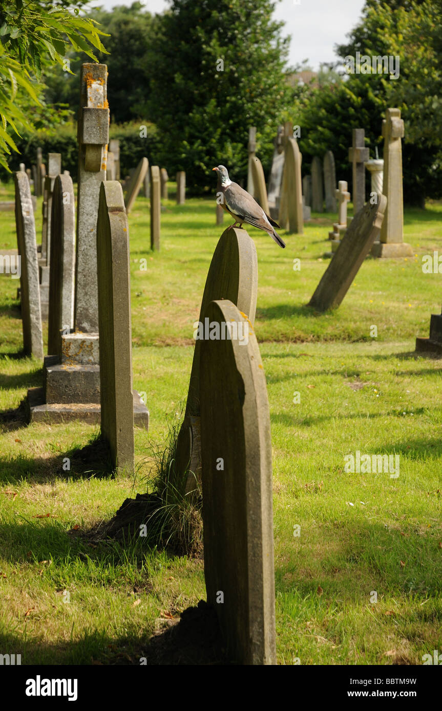 Pigeon on Headstone St peter's & St Paul's Church Aldeburgh Suffolk Stock Photo