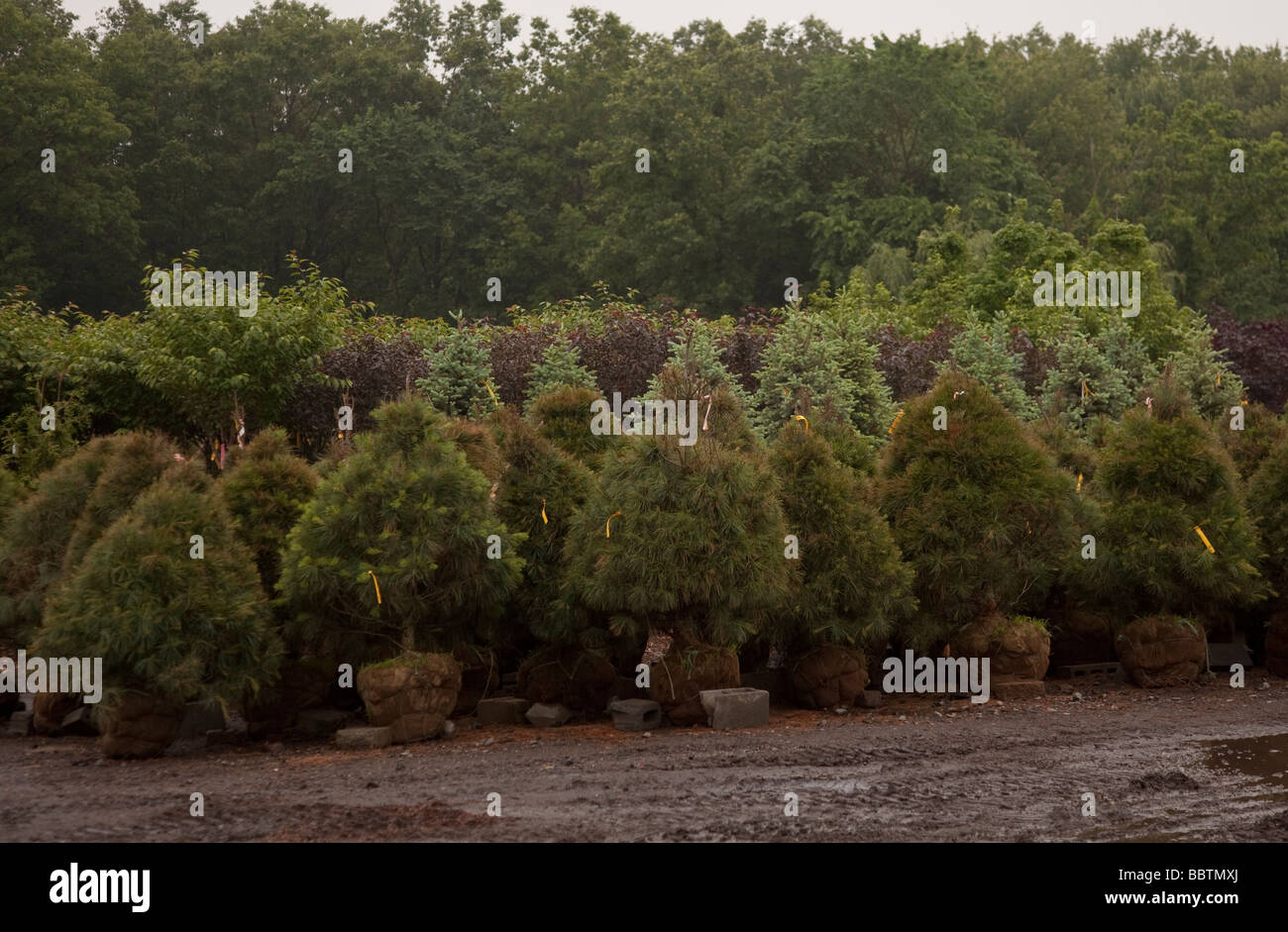 Nursery trees hires stock photography and images Alamy