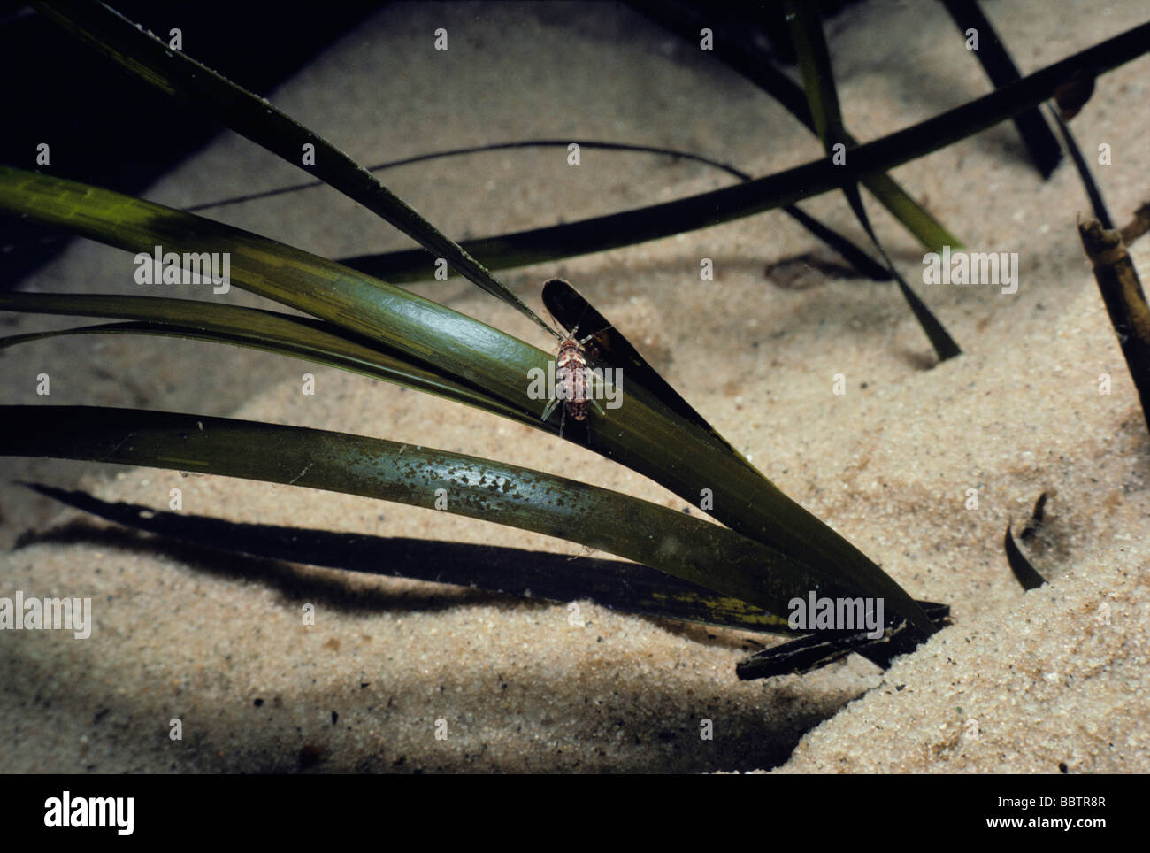 Basic Amphipod on eel grass New England Atlantic Ocean Stock Photo