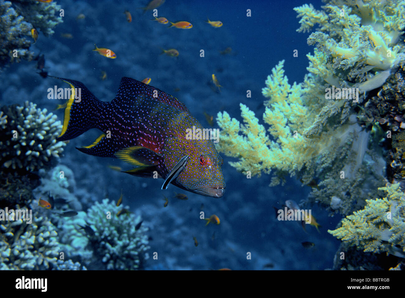 Lunartail Grouper and symbiotic Bluestreak Cleaner navigate coral reef Red Sea Stock Photo