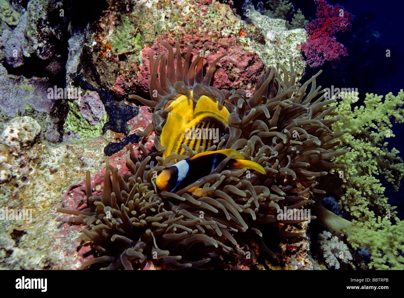 Magnificent Sea Anemone eating Striped Butterflyfish as Clownfish rest in tentacles Stock Photo