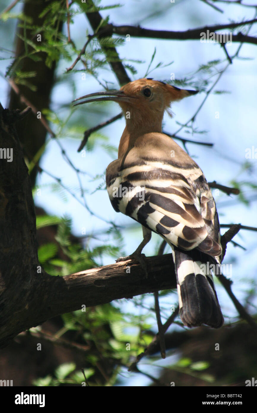 Hoopoe bird hires stock photography and images Alamy