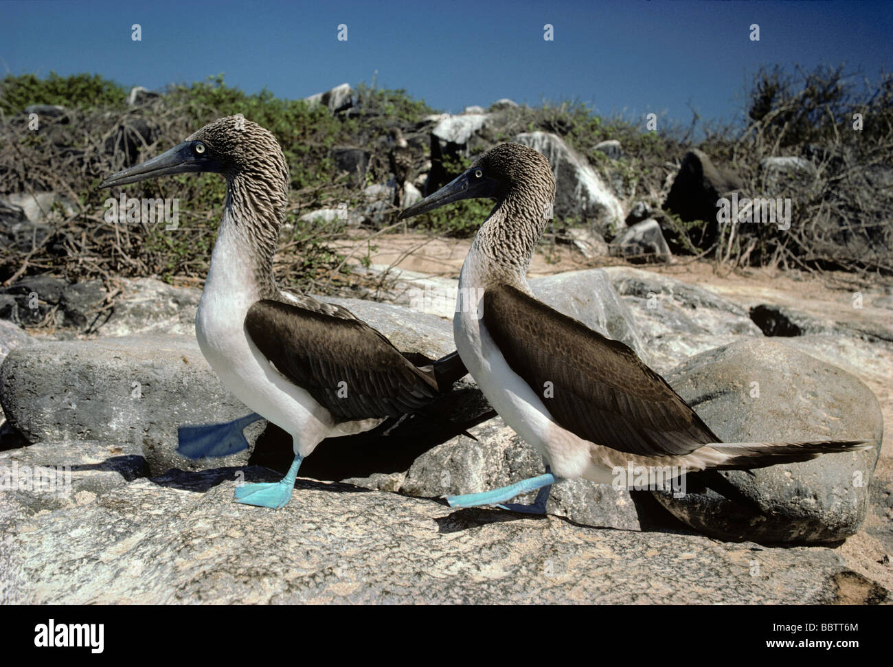 Blue Footed Boobys Sula nebouxii walk together in courtship display Galapagos Island Pacific Ocean Stock Photo