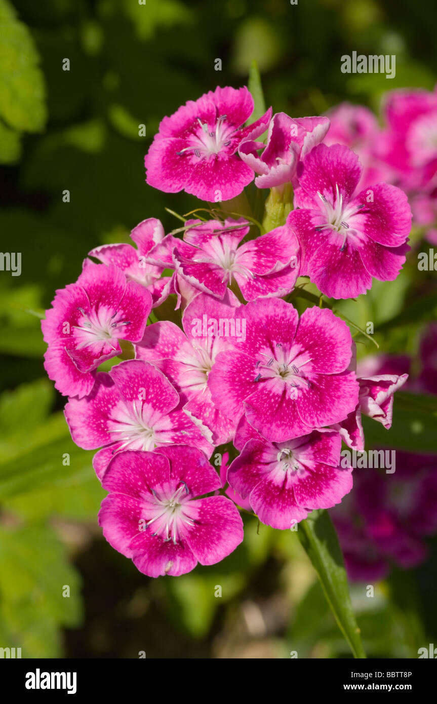 Sweet William Flowers Dianthus Barbatus Stock Photo