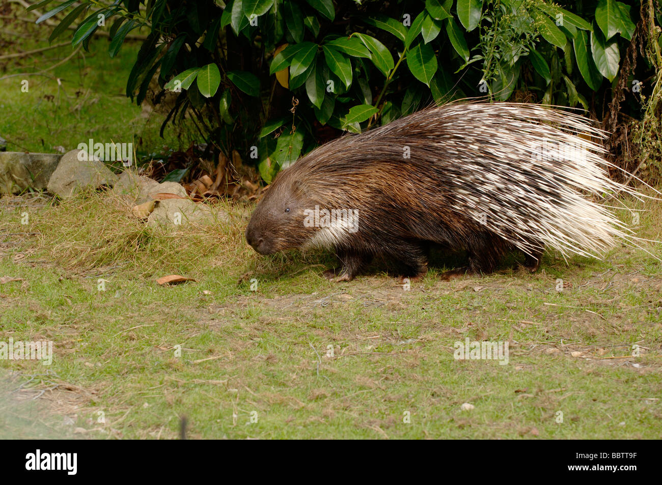Indian Porcupine Hystrix indica Stock Photo