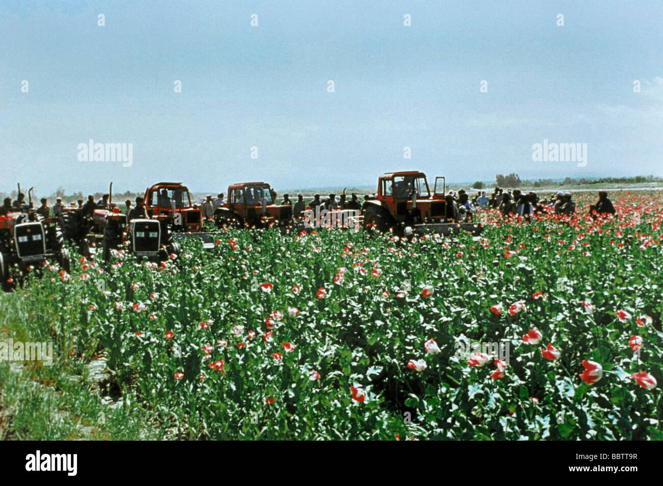Taliban destroys Opium poppies Helmand Province Afghanistan Stock Photo