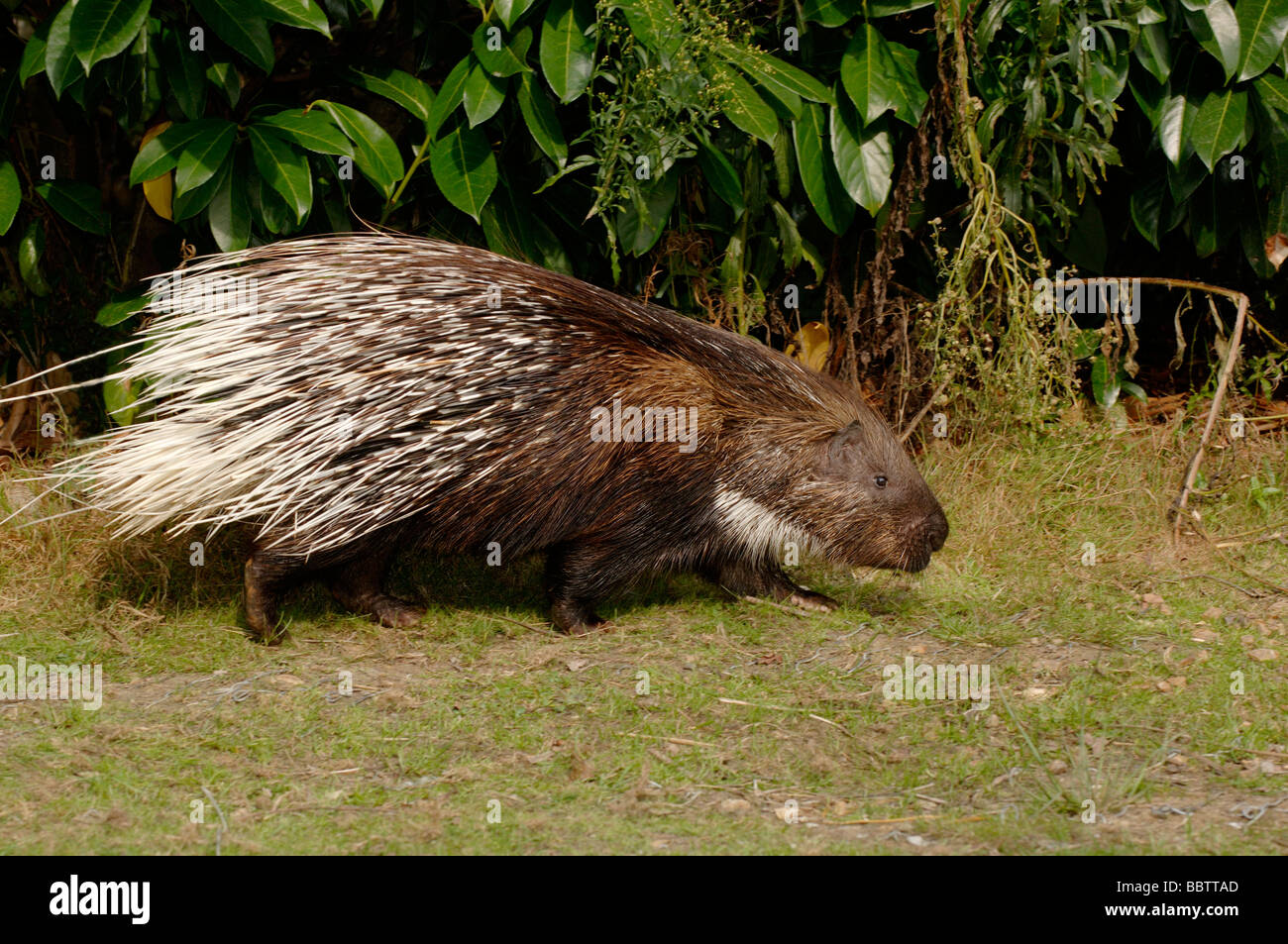 Indian Crested Porcupine Hystrix indica Stock Photo