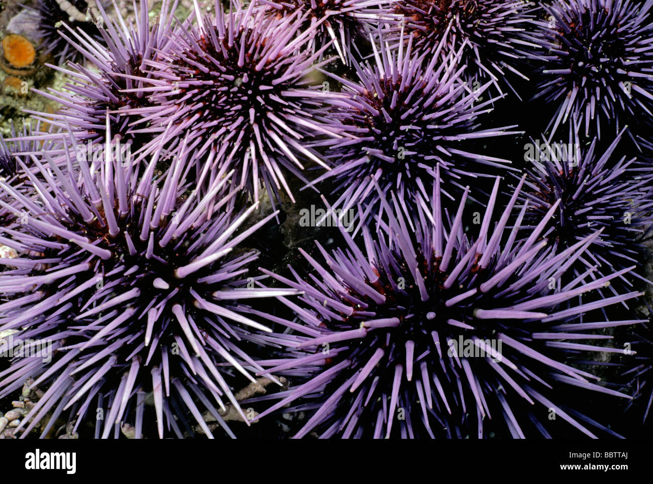 Purple Sea Urchins Strongylocentrotus purpuratus grazing on kelp