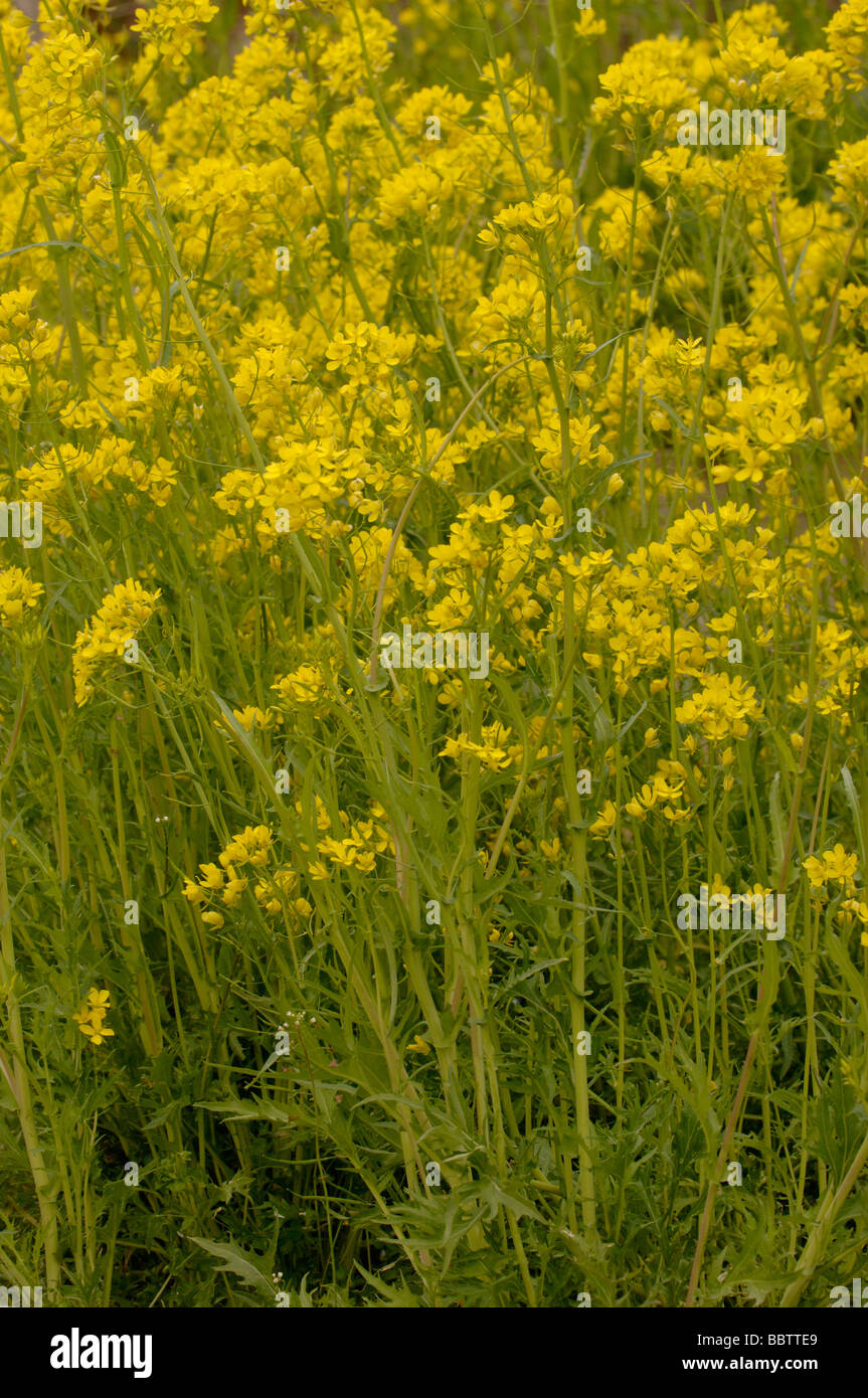 Mizuna Brassica rapasubsp nipposinica Stock Photo