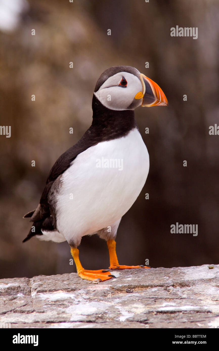 Adult Puffin Stock Photo