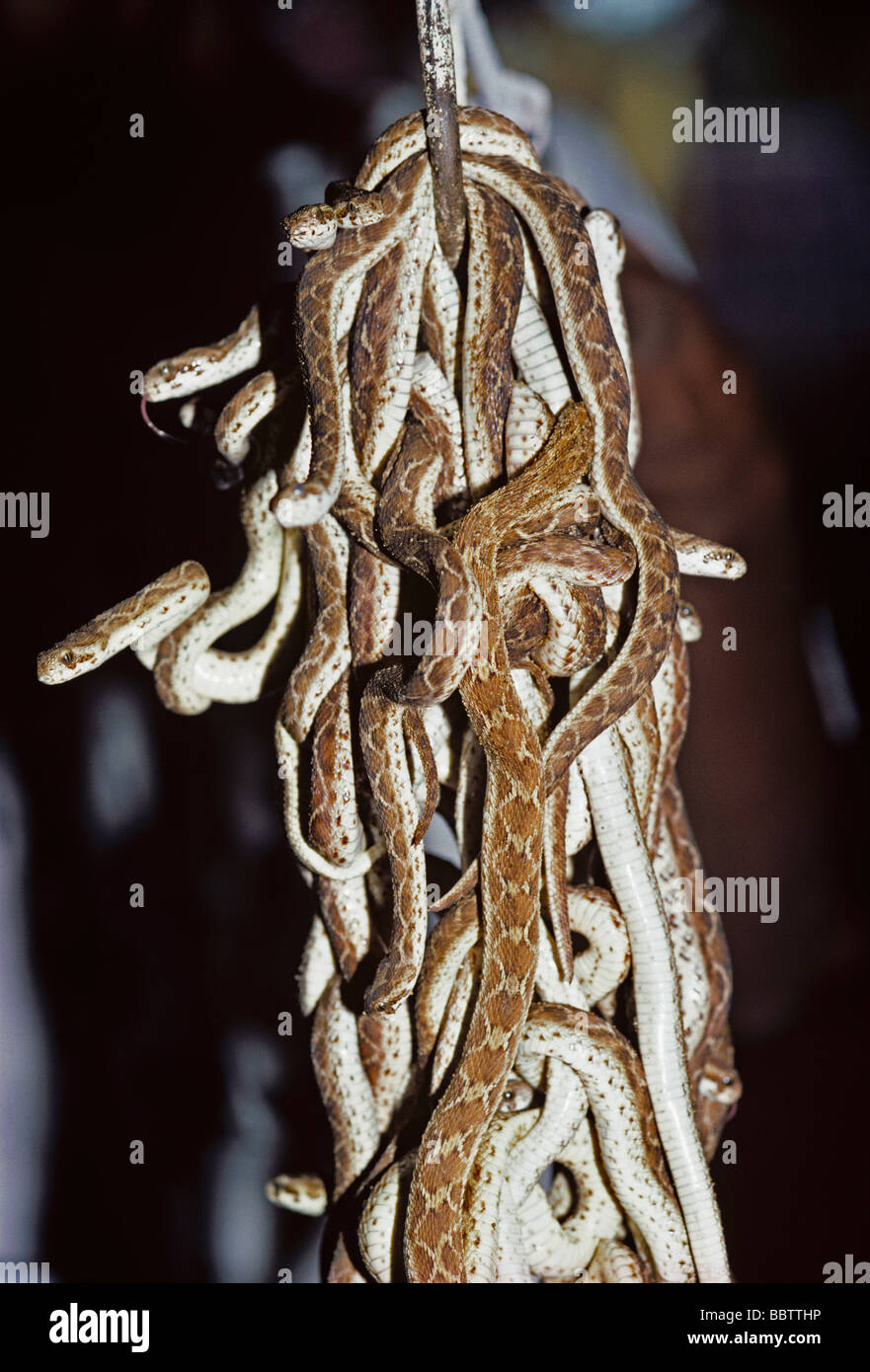 Saw scaled Vipers Echis carinatus waiting to be milked for their venom so it can be used in anti venom serums Taramani India Stock Photo