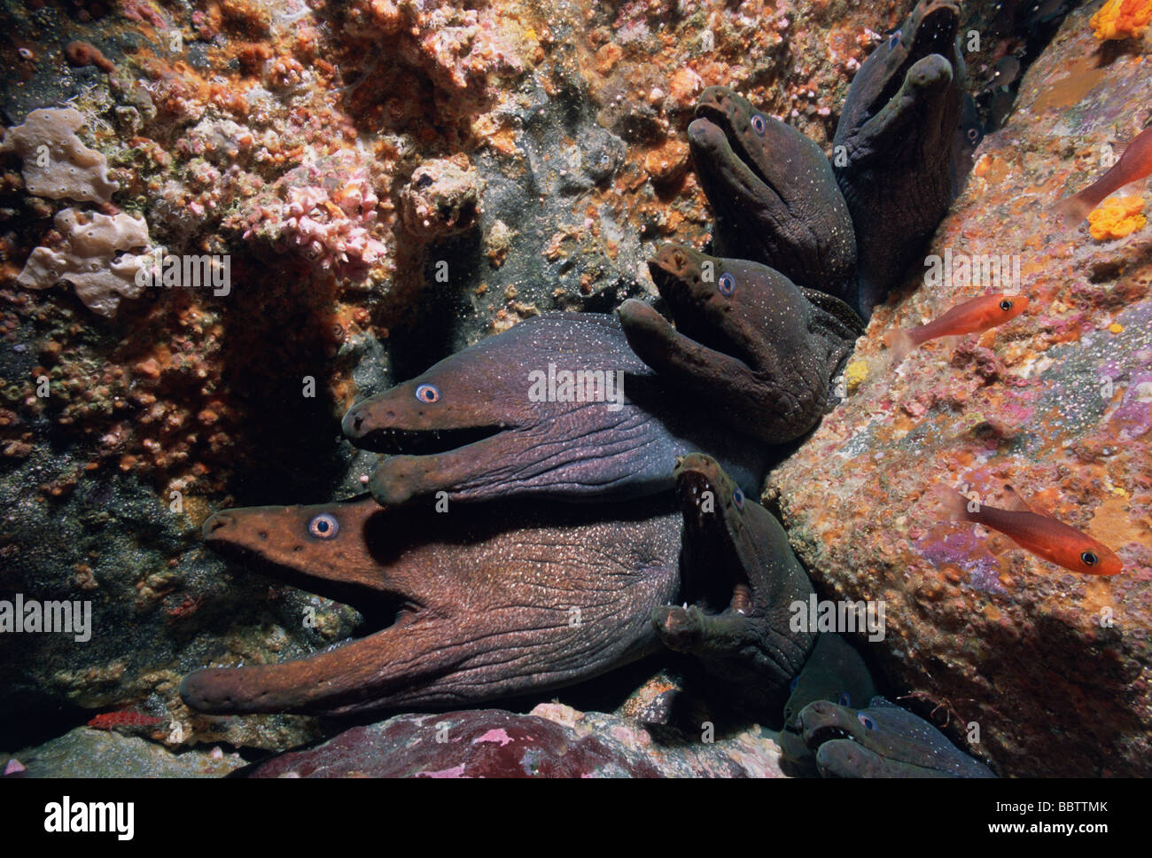 Fine spotted Moray Eels Gymnothorax dovii living in coral cracks continuously open mouths to breath Malpelo Island Columbia Stock Photo