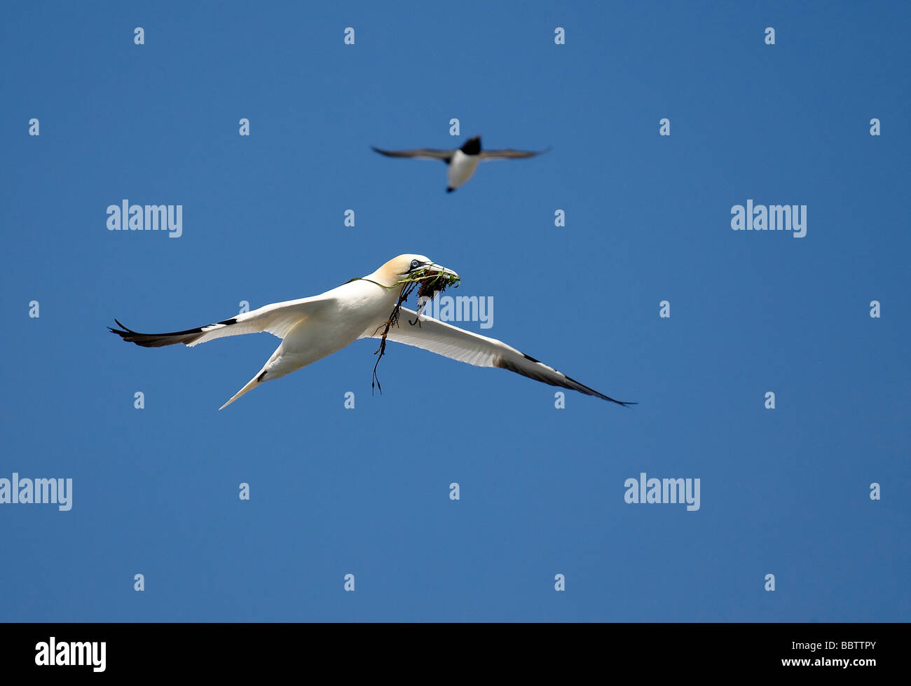 Gannet (Sulidae) flying with seaweed for nest Stock Photo