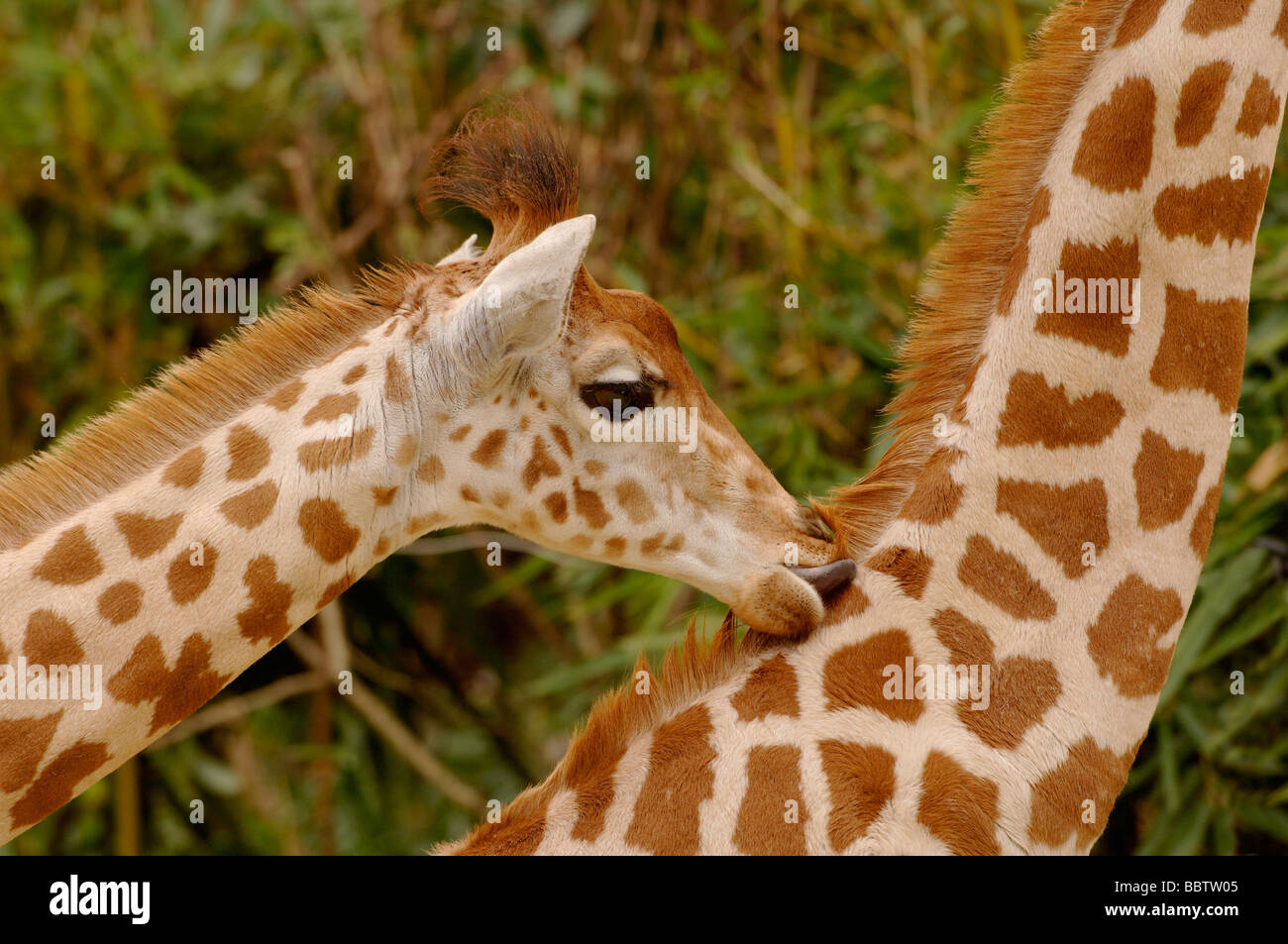 Nigerian OR West African Giraffe Giraffa camelopardalis peralta