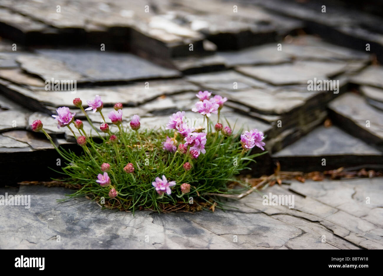Pink Sea Thrift (Armeria maritima) growing on shale, Diabaig, Wester Ross Stock Photo