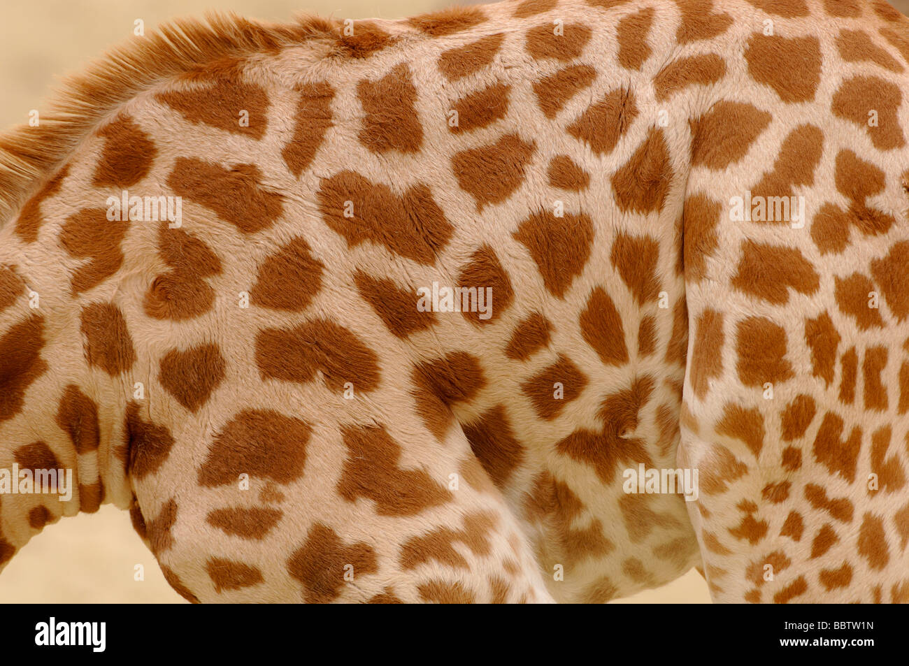 Nigerian OR West African Giraffe Giraffa camelopardalis peralta Endangered Stock Photo