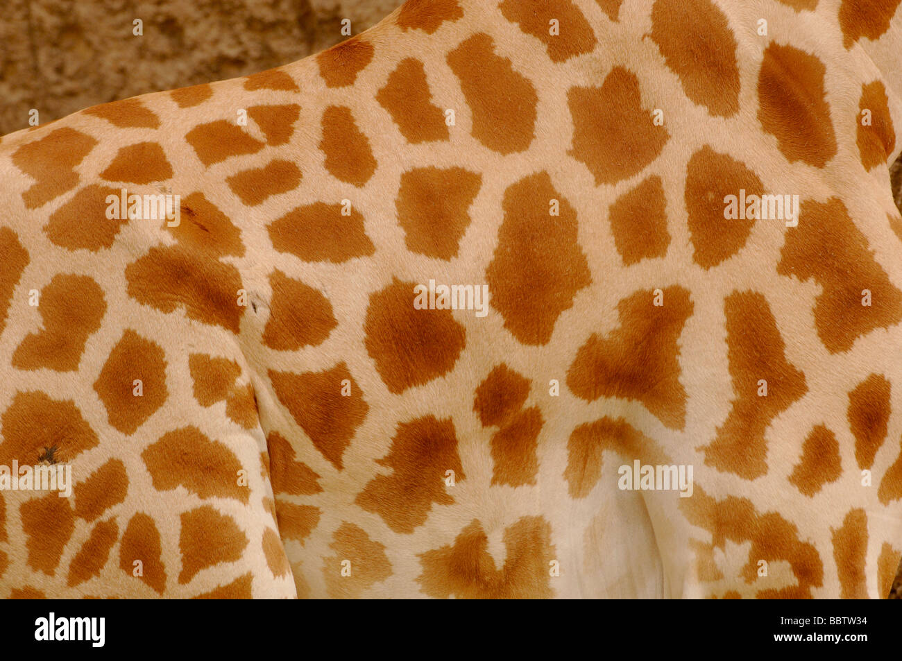 Nigerian OR West African Giraffe Giraffa camelopardalis peralta Close up of skin  pattern. Endangered Stock Photo