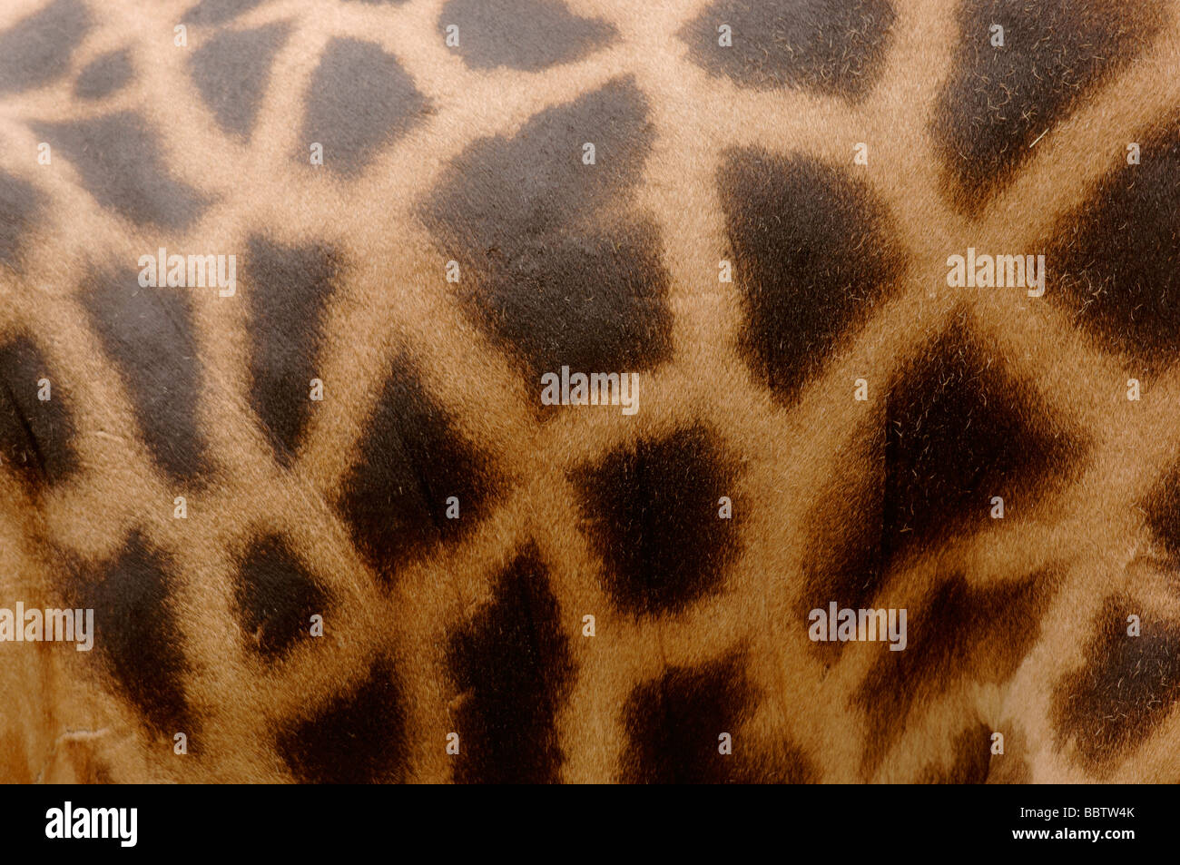 Nigerian OR West African Giraffe Giraffa camelopardalis peralta Close up showing skin pattern Endangered Stock Photo