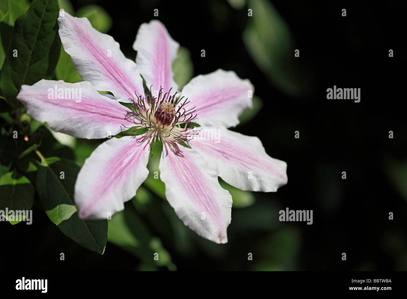 Pink Clematis 'Nelly Moser' Stock Photo