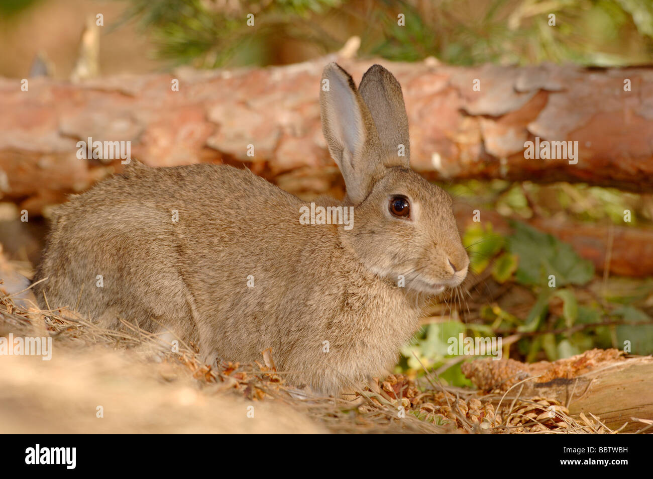 Rabbit Oryctolagus cuniculus Photographed in England Stock Photo