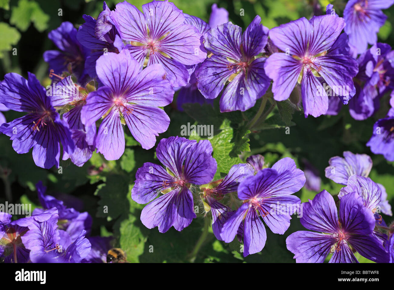 Purple geranium hi-res stock photography and images - Alamy