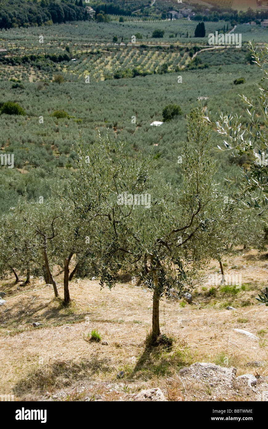 Olive trees and olive grove in the umbrian hills around Trevi Stock Photo