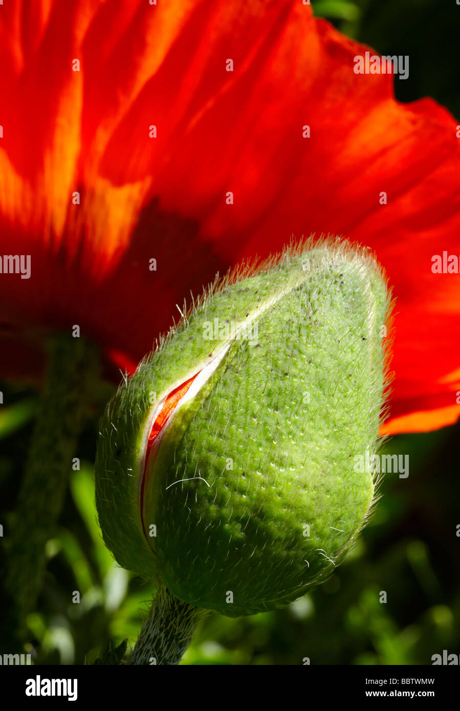 Poppies (Papaver) Stock Photo