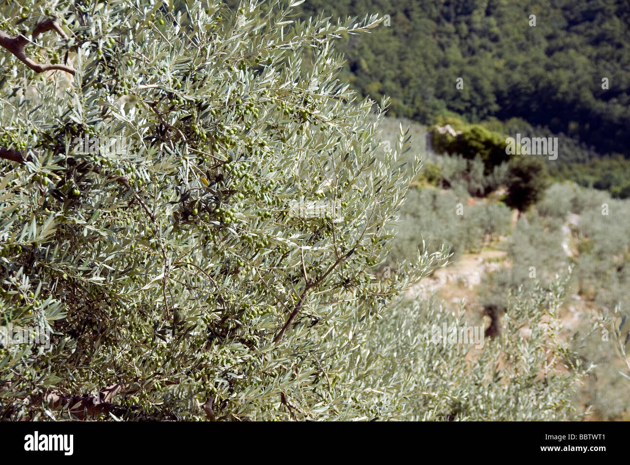 Olive trees and olive grove in the umbrian hills around Trevi Stock Photo