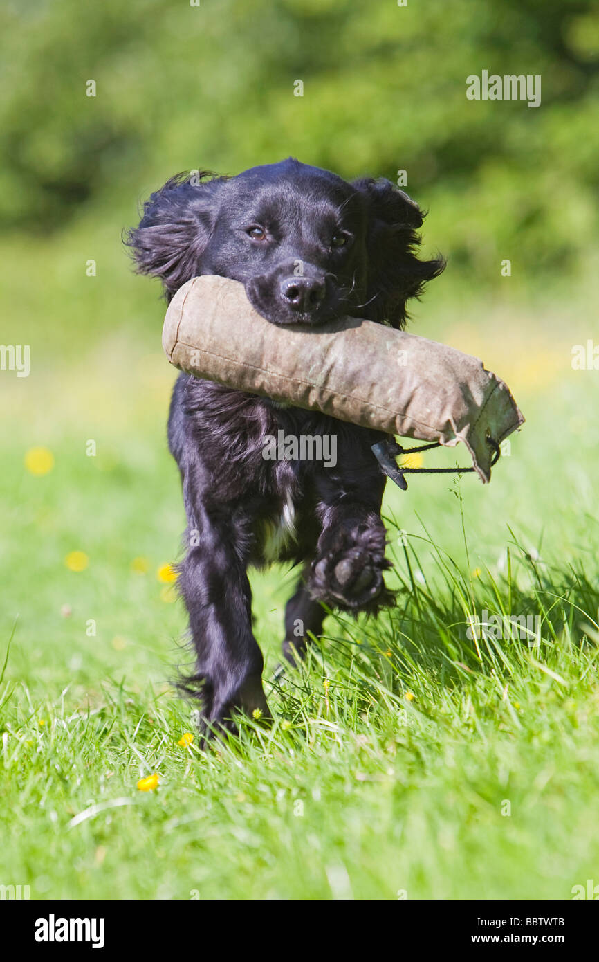 black cocker spaniel working dog Stock Photo Alamy