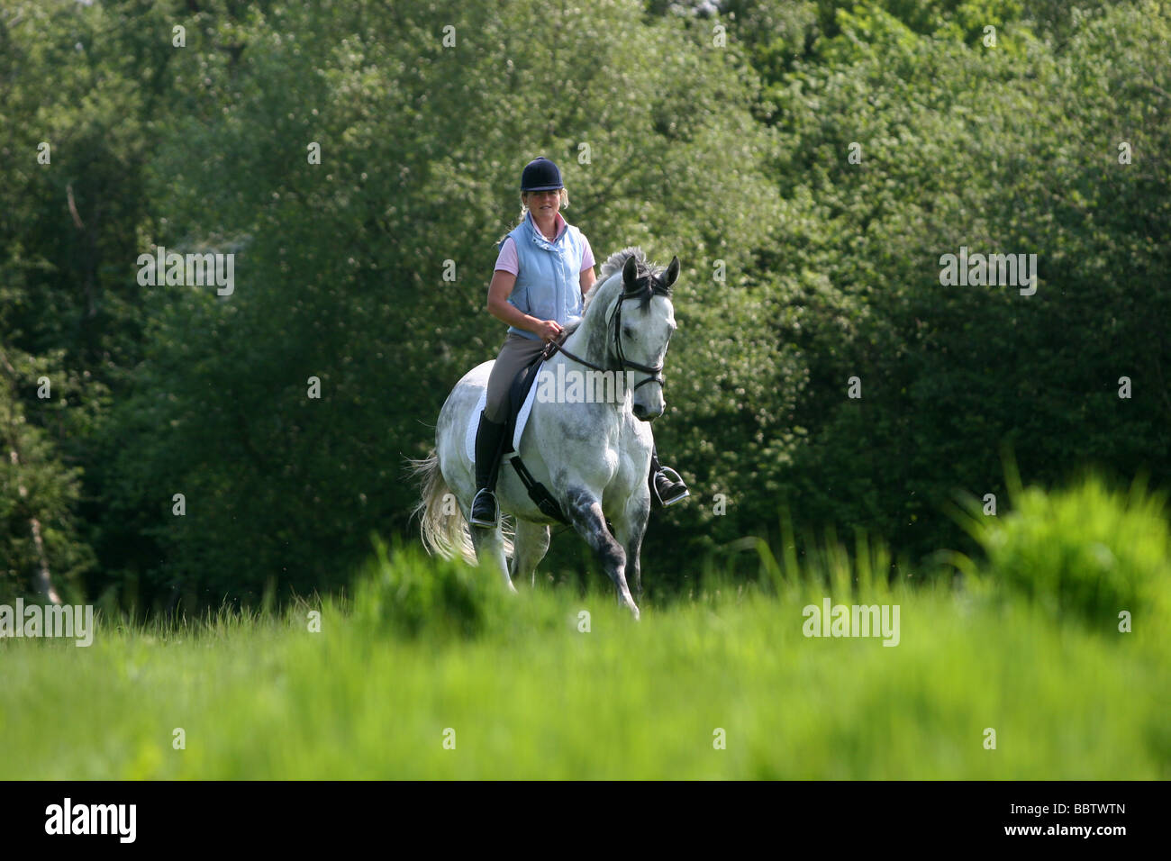 Hacking horse in the countryside Stock Photo