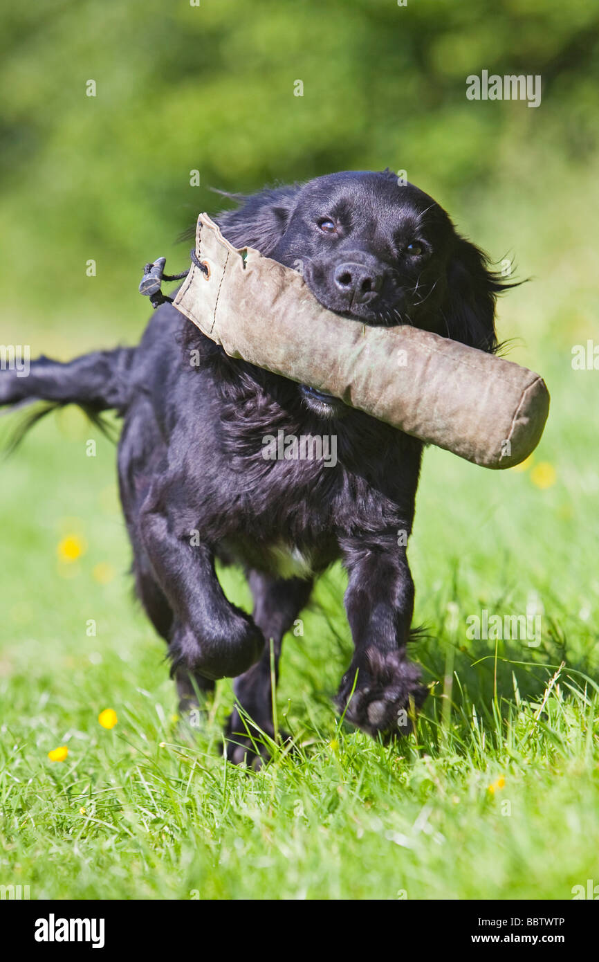 Black working cocker spaniel hires stock photography and images Alamy